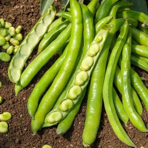 Fève Superaguadulce - 20 m - BIO